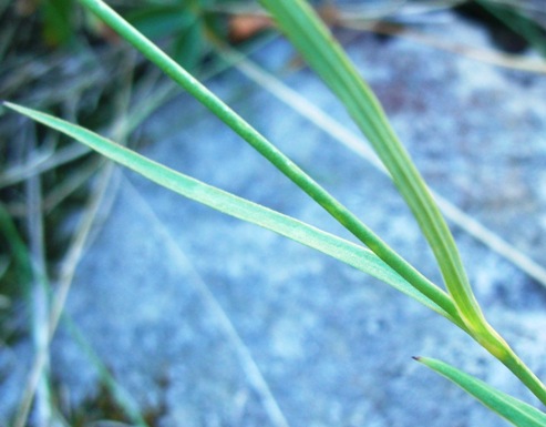 Dianthus monspessulanus